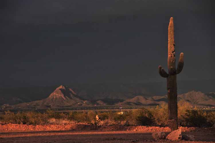 sunset with saguaros